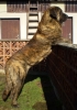 Filename=erny2%2C5r2.jpg
Filesize=201KiB
Dimensions=451x640
Date added=%715 %01, %2007 erny2%2C5r2.jpg