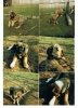 Filename=erwin-puppies.jpg
Filesize=168KiB
Dimensions=698x960
Date added=%500 %31, %2013 erwin-puppies.jpg