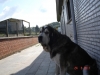 Filename=erwin2~0.jpg
Filesize=126KiB
Dimensions=960x720
Date added=%484 %15, %2013 erwin2~0.jpg