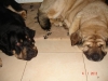 Filename=erwin7~0.jpg
Filesize=78KiB
Dimensions=960x720
Date added=%508 %15, %2013 erwin7~0.jpg