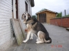 Filename=erwin8.jpg
Filesize=158KiB
Dimensions=960x720
Date added=%504 %15, %2013 erwin8.jpg