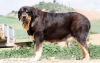 Filename=estrella-a.jpg
Filesize=95KiB
Dimensions=960x610
Date added=%482 %03, %2015 estrella-a.jpg