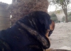 Filename=etrella3.jpg
Filesize=65KiB
Dimensions=960x698
Date added=%115 %24, %2015 etrella3.jpg