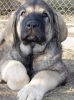 Filename=face.jpg
Filesize=26KiB
Dimensions=337x450
Date added=%721 %27, %2006 face.jpg