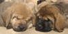 Filename=faces40609.jpg
Filesize=150KiB
Dimensions=588x296
Date added=%915 %06, %2009 faces40609.jpg