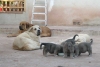 Filename=family_stor.jpg
Filesize=34KiB
Dimensions=800x536
Date added=%723 %03, %2006 family_stor.jpg