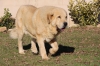 Filename=freddy_2015_01_01-1.jpg
Filesize=1027KiB
Dimensions=5184x3456
Date added=%762 %11, %2017 freddy_2015_01_01-1.jpg