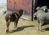 Filename=ganadero3_leon.jpg
Filesize=116KiB
Dimensions=900x663
Date added=%806 %15, %2007 ganadero3_leon.jpg
