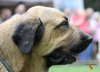 Filename=gemma.jpg
Filesize=108KiB
Dimensions=960x698
Date added=%721 %18, %2014 gemma.jpg