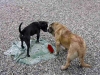 Filename=goldie_amstaff%7E0.jpg
Filesize=92KiB
Dimensions=700x530
Date added=%016 %13, %2006 goldie_amstaff%7E0.jpg