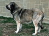Filename=gorga.jpg
Filesize=40KiB
Dimensions=400x292
Date added=%501 %26, %2006 gorga.jpg