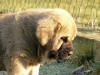 Filename=grande8.jpg
Filesize=67KiB
Dimensions=733x550
Date added=%910 %13, %2008 grande8.jpg