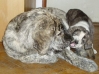 Filename=h%2Bd.jpg
Filesize=79KiB
Dimensions=523x390
Date added=%833 %03, %2007 h%2Bd.jpg