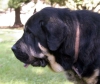 Filename=head-a.jpg
Filesize=35KiB
Dimensions=800x674
Date added=%951 %24, %2006 head-a.jpg