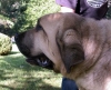 Filename=head-b.jpg
Filesize=63KiB
Dimensions=800x654
Date added=%950 %24, %2006 head-b.jpg