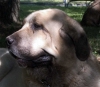 Filename=head-d.jpg
Filesize=46KiB
Dimensions=800x698
Date added=%950 %24, %2006 head-d.jpg