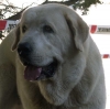 Filename=head-f.jpg
Filesize=47KiB
Dimensions=800x794
Date added=%949 %24, %2006 head-f.jpg