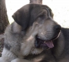 Filename=head-g.jpg
Filesize=43KiB
Dimensions=800x727
Date added=%949 %24, %2006 head-g.jpg