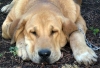 Filename=head-h.jpg
Filesize=49KiB
Dimensions=800x544
Date added=%949 %24, %2006 head-h.jpg