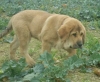 Filename=heidy.jpg
Filesize=28KiB
Dimensions=489x405
Date added=%815 %28, %2006 heidy.jpg