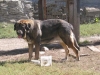 Filename=hembra2.jpg
Filesize=52KiB
Dimensions=600x454
Date added=%803 %27, %2006 hembra2.jpg