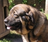 Filename=hembra3.jpg
Filesize=37KiB
Dimensions=600x526
Date added=%073 %06, %2007 hembra3.jpg