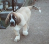 Filename=hilario1.jpg
Filesize=33KiB
Dimensions=481x436
Date added=%521 %17, %2006 hilario1.jpg