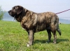 Filename=hlucin-graci_mastibe.jpg
Filesize=45KiB
Dimensions=555x400
Date added=%814 %10, %2006 hlucin-graci_mastibe.jpg