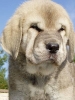 Filename=hombremaximo4.jpg
Filesize=23KiB
Dimensions=300x400
Date added=%473 %28, %2006 hombremaximo4.jpg