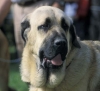 Filename=hoved.jpg
Filesize=23KiB
Dimensions=542x495
Date added=%356 %22, %2006 hoved.jpg