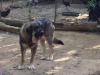 Filename=humpa-b.jpg
Filesize=109KiB
Dimensions=1136x852
Date added=%395 %03, %2016 humpa-b.jpg