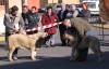 Filename=hvalpe-hanner.jpg
Filesize=21KiB
Dimensions=600x385
Date added=%785 %31, %2006 hvalpe-hanner.jpg