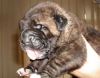 Filename=iago,8d.jpg
Filesize=44KiB
Dimensions=612x482
Date added=%907 %13, %2007 iago,8d.jpg