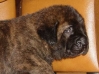 Filename=iago-25d2.jpg
Filesize=44KiB
Dimensions=573x425
Date added=%417 %14, %2007 iago-25d2.jpg