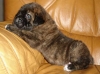 Filename=iago-3w,.jpg
Filesize=31KiB
Dimensions=567x425
Date added=%418 %14, %2007 iago-3w,.jpg