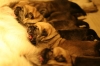 Filename=img2926eu.jpg
Filesize=44KiB
Dimensions=640x427
Date added=%611 %11, %2009 img2926eu.jpg