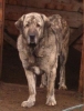 Filename=isadonnet.jpg
Filesize=28KiB
Dimensions=247x322
Date added=%681 %14, %2006 isadonnet.jpg