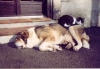 Filename=jasmine_chat.JPG
Filesize=22KiB
Dimensions=405x283
Date added=%088 %02, %2006 jasmine_chat.JPG