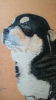 Filename=joie.jpg
Filesize=70KiB
Dimensions=540x960
Date added=%584 %08, %2015 joie.jpg