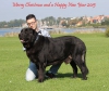 Filename=jonas-christmas-card-2014-(2).jpg
Filesize=199KiB
Dimensions=1200x1019
Date added=%858 %24, %2014 jonas-christmas-card-2014-(2).jpg