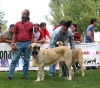 Filename=jovenes-hembras-orzowei.jpg
Filesize=55KiB
Dimensions=600x529
Date added=%625 %07, %2006 jovenes-hembras-orzowei.jpg