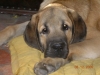 Filename=k5_5__mois_032.jpg
Filesize=56KiB
Dimensions=324x243
Date added=%643 %05, %2007 k5_5__mois_032.jpg