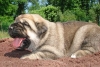 Filename=kally_2weeks.jpg
Filesize=71KiB
Dimensions=673x454
Date added=%700 %01, %2008 kally_2weeks.jpg