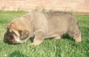 Filename=kally_3weeks.jpg
Filesize=88KiB
Dimensions=695x454
Date added=%700 %01, %2008 kally_3weeks.jpg