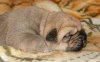 Filename=king-1week.jpg
Filesize=54KiB
Dimensions=678x425
Date added=%699 %01, %2008 king-1week.jpg