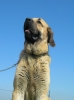 Filename=kro_9mois_3.jpg
Filesize=38KiB
Dimensions=353x471
Date added=%993 %01, %2007 kro_9mois_3.jpg