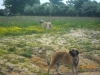 Filename=kro_came1.jpg
Filesize=254KiB
Dimensions=857x643
Date added=%856 %09, %2010 kro_came1.jpg