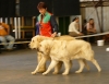 Filename=kv09-lois+rumbo.jpg
Filesize=50KiB
Dimensions=582x450
Date added=%746 %19, %2009 kv09-lois+rumbo.jpg