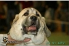 Filename=laska3.jpg
Filesize=13KiB
Dimensions=441x297
Date added=%813 %23, %2008 laska3.jpg