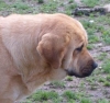 Filename=le_21_aout_2004_005.jpg
Filesize=23KiB
Dimensions=360x341
Date added=%847 %09, %2006 le_21_aout_2004_005.jpg